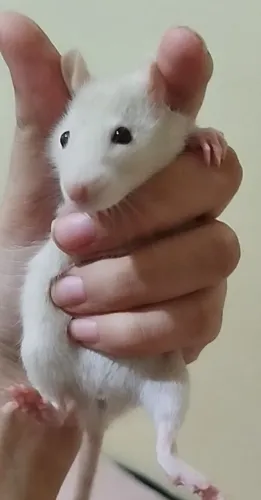 Ratinha filhote 