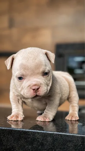 Filho Micro de American Bully!!!