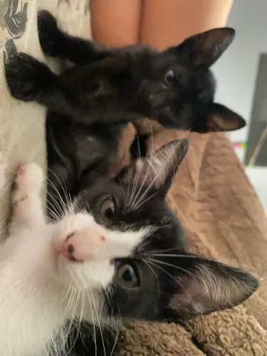 Gato
