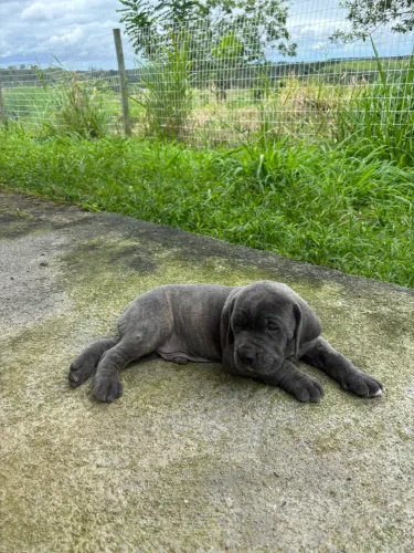 Fila Brasileiro 