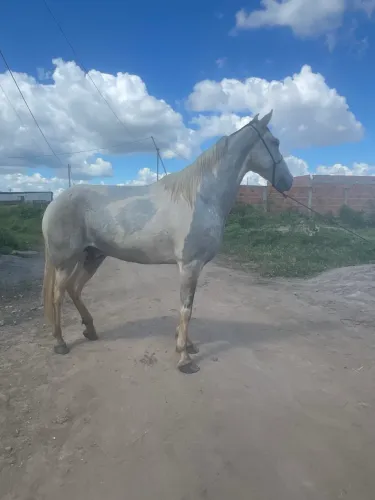A venda cavalo pampa de tordilho mangolino