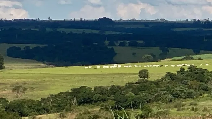 Terra para cafe 37 alqueires 250 MIL por alqueire Regiao Ribeirao Preto 