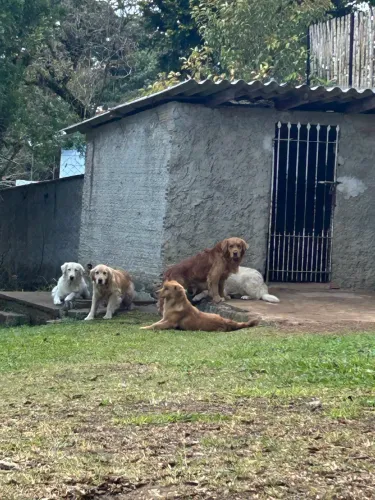 Golden Retriever: casal de Golden Retriever