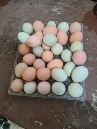 Ovos galados de galinha GSB
