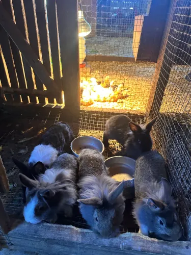 Vendo coelhos 