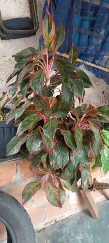 Plantas
