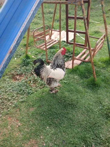 Galo Brahma