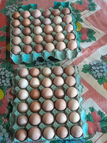 Ovos caipira direto do produtor. 