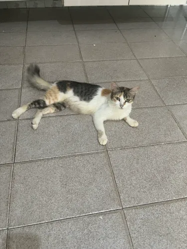 Doação Gato