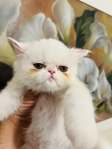 Gato persas M/f * Mogi Guaçu