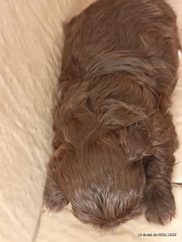 Vende-se filhote de cachorro shih tuz.
