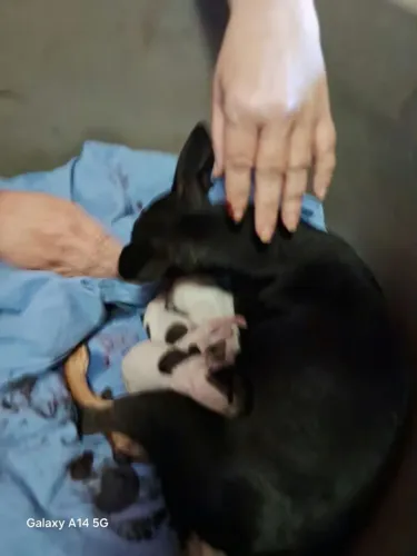 Pinscher Miniatura Reserva
