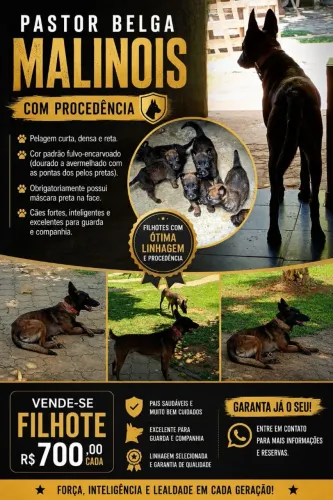 Filhotes de malinois 