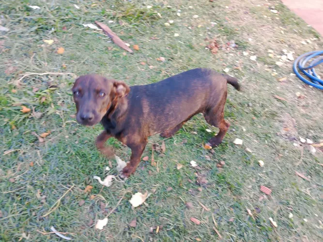 Cachorros de 5 meses