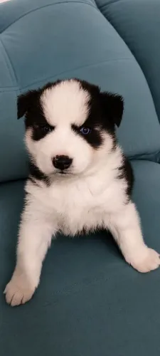 Huski siberiano