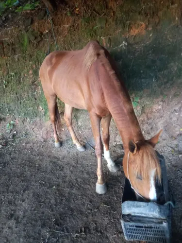 Cavalo