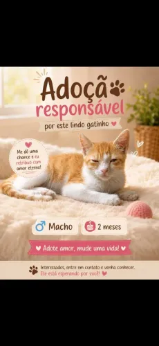 Adoção Responsável para este lindo gatinho!!