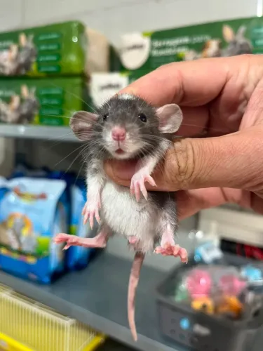 Ratinhos Twister filhotes Dumbo e Standard 