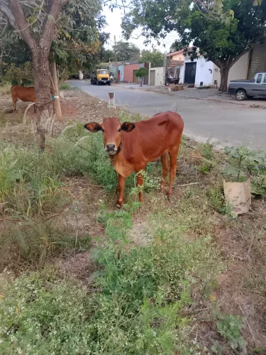 Novilha de vaca Jersey