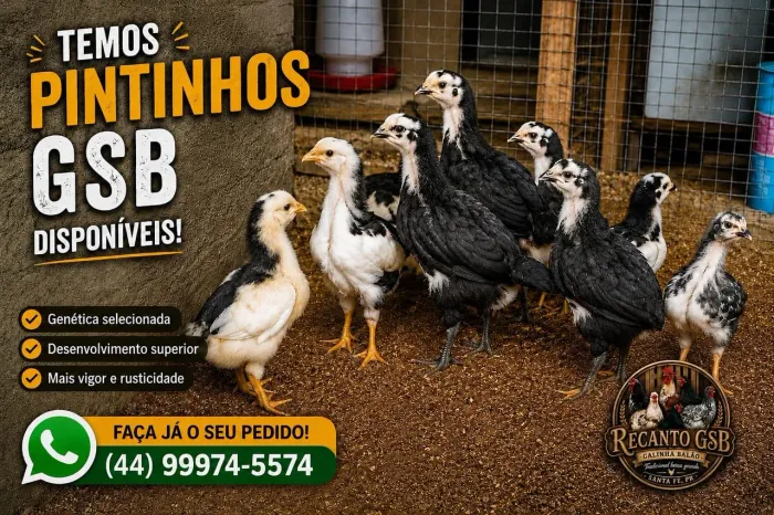 GALINHA BALAO-OVOS E PINTINHOS DISPONÍVEIS