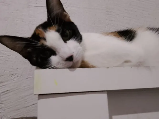 Doação de gatos
