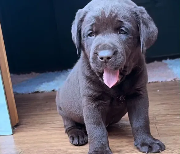 Labrador