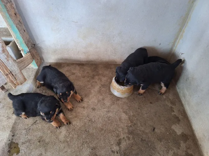 Vendo filhotes Rotweiller cabeça de touro vermifugados e com a primeira vacina V11