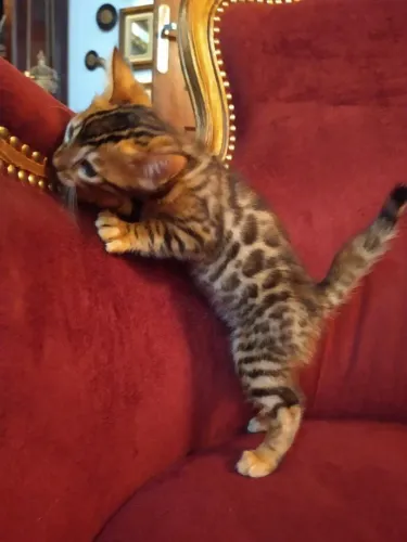 Macho Bengal