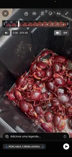 Caranguejo para pesca