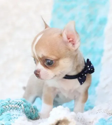 Chihuahua lindos filhotes!!!