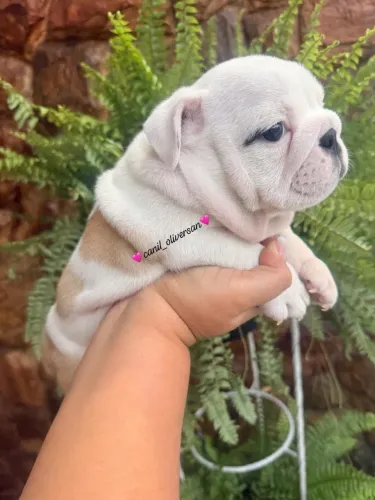 Buldogue Inglês 