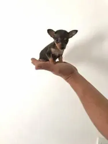 Pinscher ZERO 