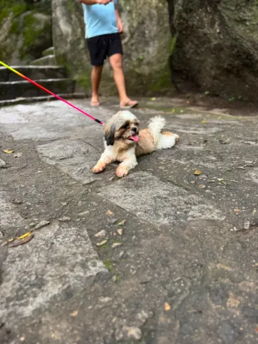 Plantel de Shitzu, cães reprodutores