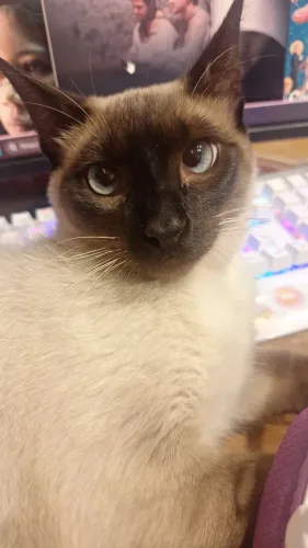Gato