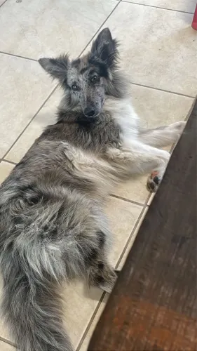 Borde Collie 10 meses