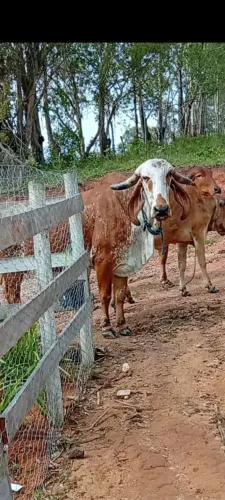 Vaca Gir Pura luxo