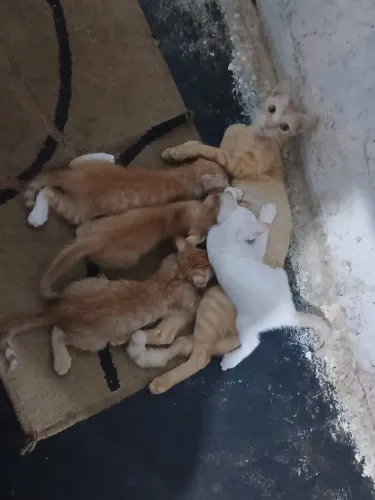 ? DOAÇÃO SOLIDÁRIA - ELES PRECISAM DE UM LAR! ?