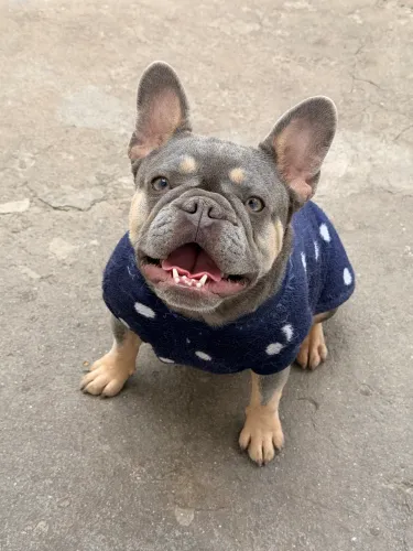 Vende se cachorro buldogue francês fêmea