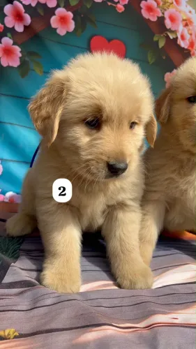 Golden retriever lindos para criança ideal
