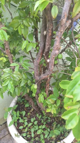 Arvore frutífera jabuticabeira