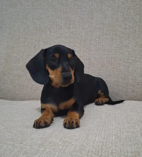 Dachshund: Seu Filhote Pode Ser Entregue Ainda Hoje