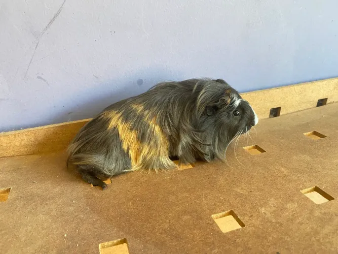 Porquinho da india Sheltie filhote pelagem em crescimento