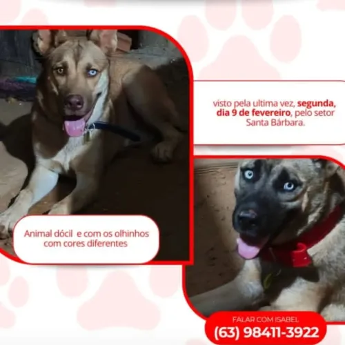 Perdidos - Zeus e Kiara 