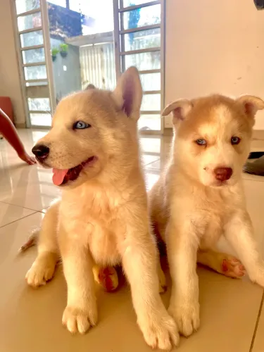 Husky