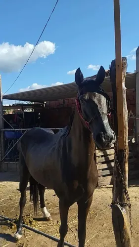 Cavalo <br>60km velocidade <br>9anos <br>Capado