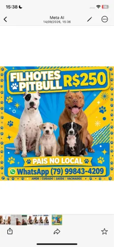 Filhotes animais