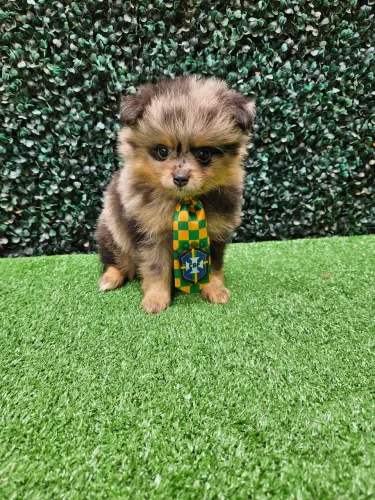 Lulu da Pomerania exótico