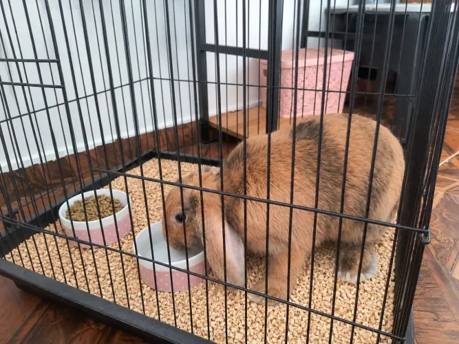Coelha Mini Lop a venda!