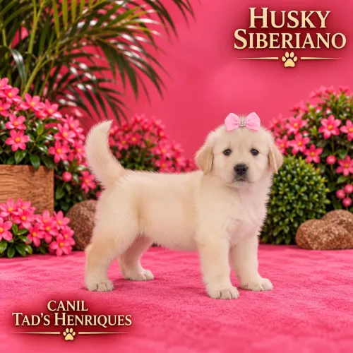GOLDEN RETRIEVER - Lindos Filhotes