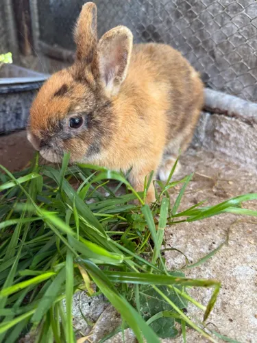 Coelho netherland dwarf macho / 8 meses